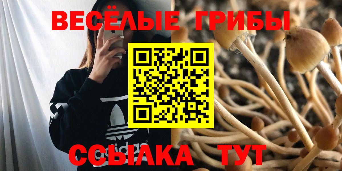 Псилоцибиновые грибы Psilocybine cubensis Сальск